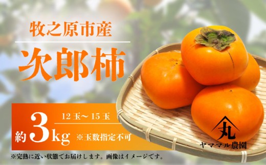 【先行予約】次郎柿 3kg 12玉 ～ 15玉 2025年11月上旬より順次発送予定 数量限定 柿 かき カキ 次郎柿 じろうがき 果物 くだもの フルーツ 旬 旬の果物 農家直送 産地直送 贈答用 柿 カキ プレゼント ギフト お歳暮 甘い 果実 美味しい おすすめ 季節限定 国産 新鮮 牧之原柿 静岡柿 ヤママル農園 牧之原市 静岡県