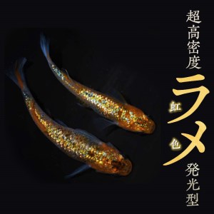 138-4　舞めだか生産 特選 『久遠七星』オス・メス 1ペア