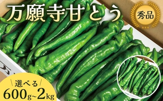 
            【2025年夏発送分】万願寺甘とう 化粧箱入 秀品 （ 600g 1.2kg 1kg 2kg ） 選べる容量 野菜 夏野菜 旬 地場産 地場野菜 地元野菜 発祥 伝統 京野菜 伝統野菜 万願寺とうがらし
          