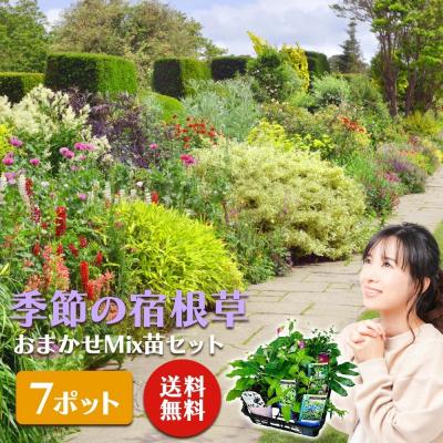 ふるさと納税 筑前町 季節の宿根草 お任せ7ポットmixセット