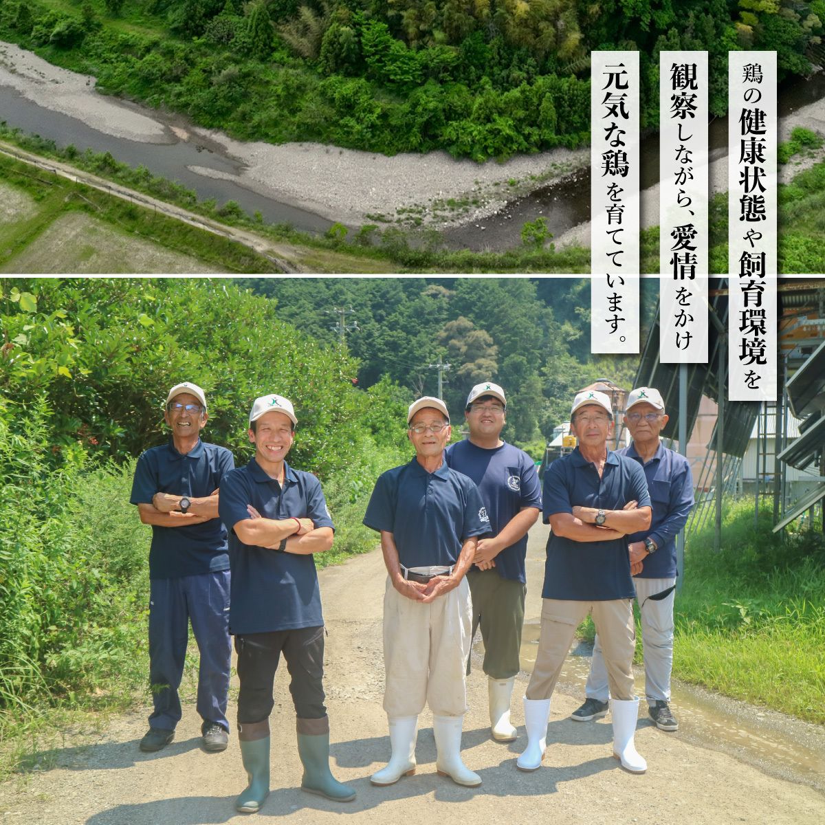 日本一地鶏 阿波尾鶏　骨つき地鶏のごちそうカレー 30人前セット カレー レトルト 阿波尾鶏 30食入り 阿波尾鶏のごちそうカレー 徳島 地鶏 あわおどり