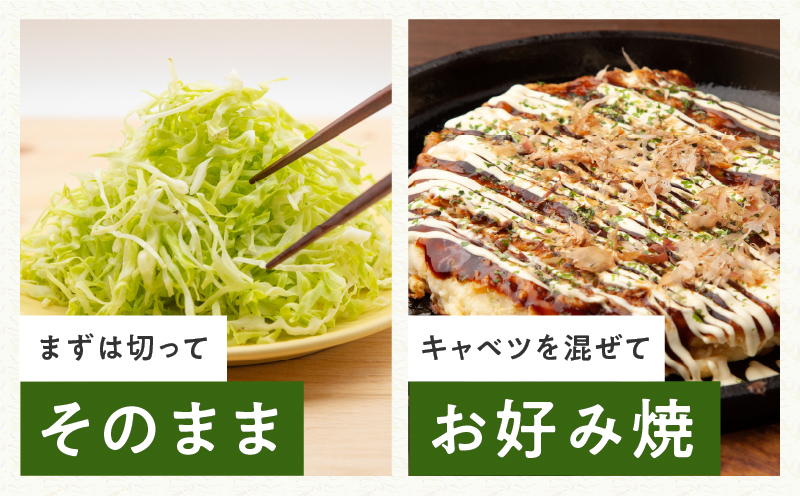 【先行予約】泉州キャベツ 5kg 2～5玉 【新鮮 野菜 泉佐野産 やさい 射手矢農園 高評価 数量限定 TVで紹介！】 G1624_イメージ3