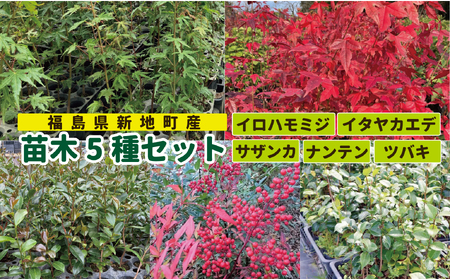 新地町産 苗木5種セット（サザンカ・イロハモミジ・ナンテン・イタヤカエデ・ツバキ） | 木 苗 人気 おすすめ 送料無料 里山 お取り寄せ 福島県 新地町 庭木 庭 森林 山茶花 さざんか いろはもみじ 紅葉 南天 なんてん 椿 つばき いたやかえで
