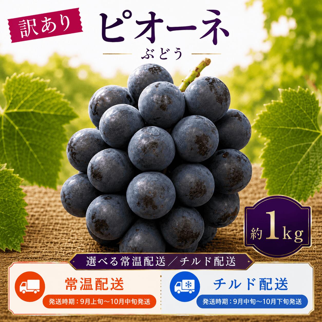 【ふるさと納税】訳あり ピオーネ 約1kg 選べる配送方法（常温 or チルド）《9月上旬-10月下旬出荷予定(土日祝除く)》広島県 神石高原町 果物 フルーツ ぶどう 訳あり 送料無料
