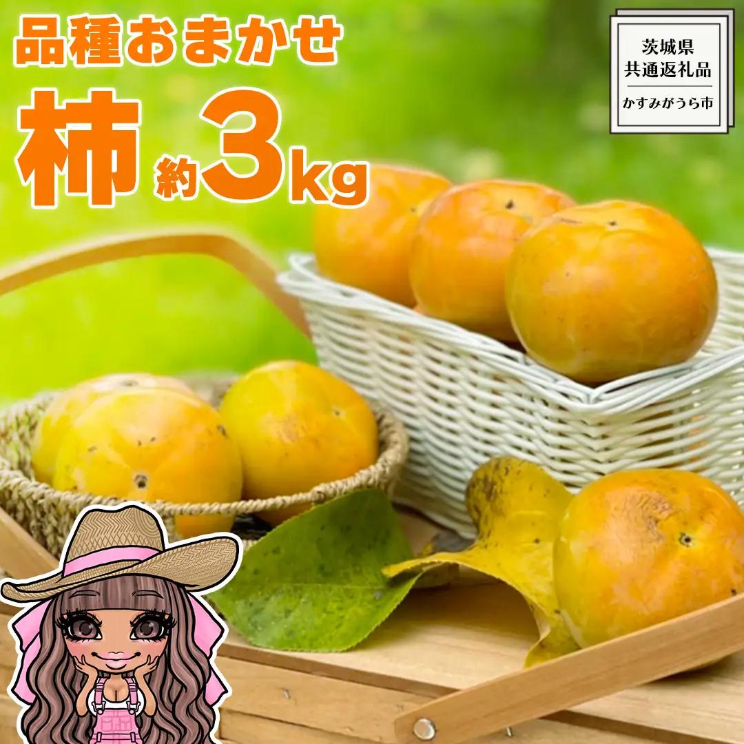 【 先行予約 】 品種おまかせ 採れたて天使の 甘柿 約 3kg（ 茨城県共通返礼品：かすみがうら市 ） 【 2026年10月頃発送 】 