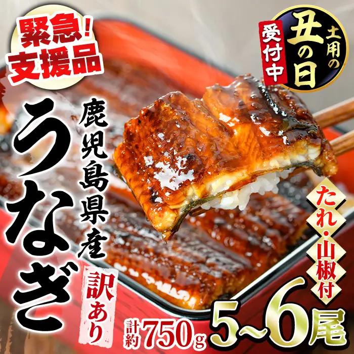 【0184359a-2607】＜土用丑の日までにお届け＞【緊急支援品】＜訳あり＞鰻の蒲焼き(無頭)(5～6尾・計約750g・タレ、山椒付) うなぎ ウナギ 鰻 国産 蒲焼 蒲焼き たれ 鹿児島 ふるさと 人気 支援 【アクアおおすみ】