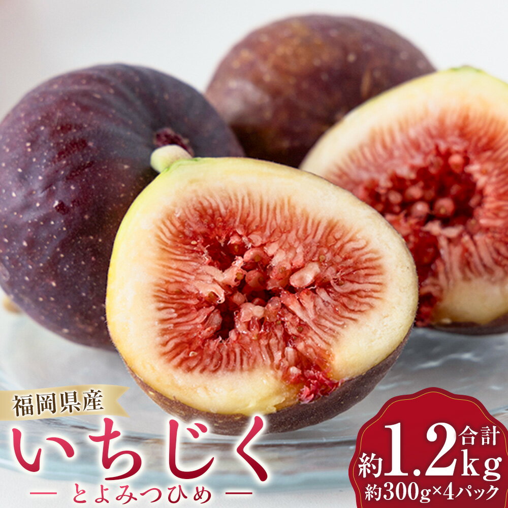 【ふるさと納税】イチジク とよみつひめ 計約1.2kg（約300g×4パック） いちじく 無花果 フルーツ くだもの 果物 果実 冷蔵 福岡県産 国産 九州 福岡県 うきは市 送料無料 【2026年9月下旬～10月下旬発送予定】