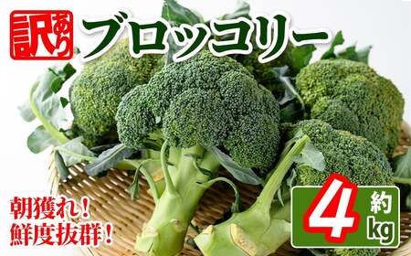 ＜先行予約！2026年11月中旬以降順次発送予定＞＜訳あり＞ 香川県産 ブロッコリー(約4kg) 国産 野菜 産地直送 新鮮 冷蔵便 【man058-B】【Aglio nero】