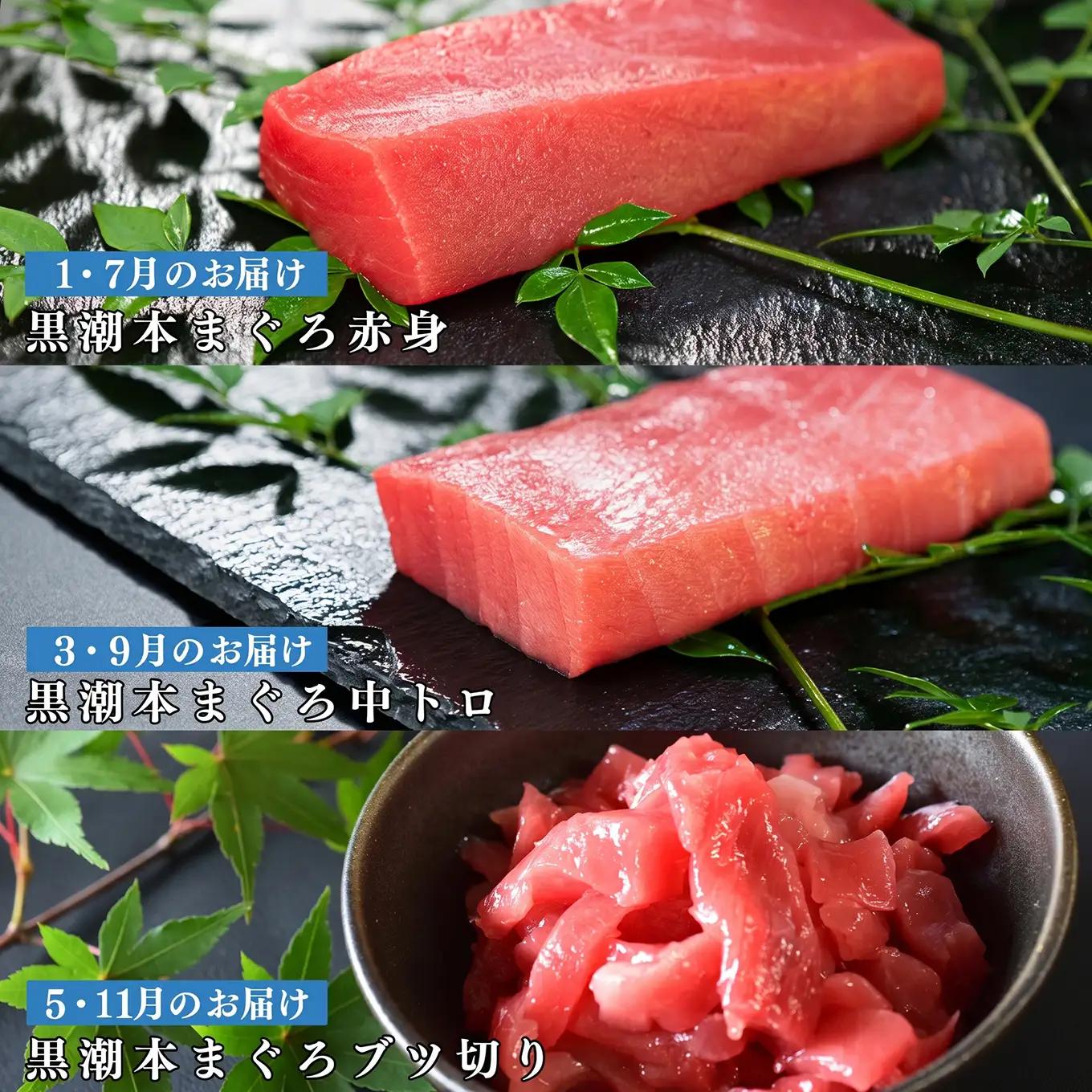 訳あり 不定貫 定期便6回 日本一!黒潮本まぐろ 中トロ・赤身・ブツ切り（3種交互） (PT0080_0542)