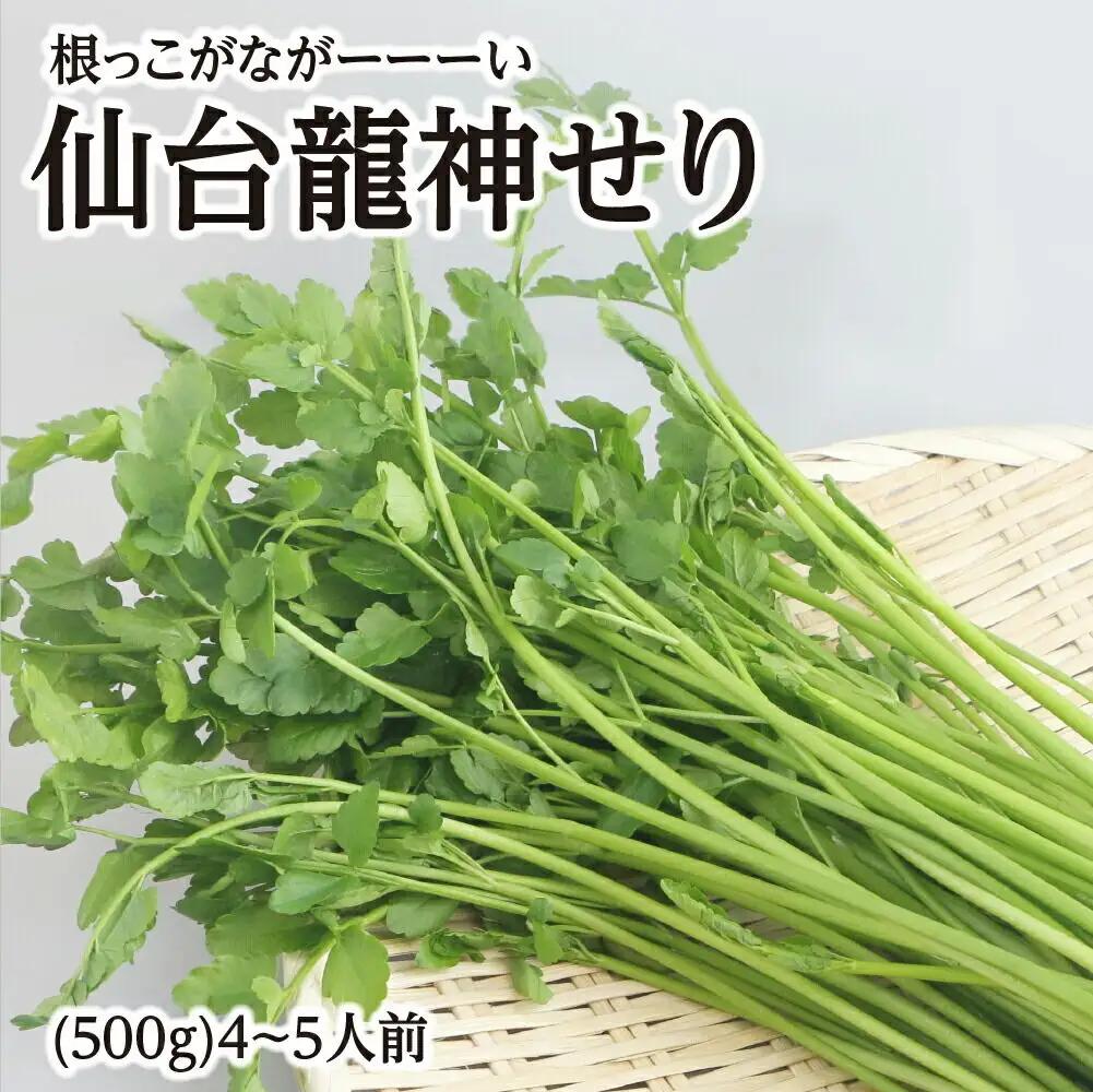【期間限定】根っこがながーーーい 仙台龍神せり(500g)4～5人前