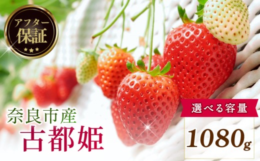 【数量限定】 2027年 1~2月発送 苺 いちご 古都姫 約1080g 化粧箱 冷蔵 小分け 果物 スイーツ デザート くだもの フルーツ ベリー ふるさと納税 いちご 大粒 採れたて 完熟 おやつ 産地直送 先行予約 数量限定 季節限定 ブランド イチゴ ギフト お祝い 中村農園 奈良県 奈良市 inn05