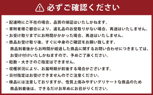 【2024年3月上旬発送開始】 熊本県産 苺 旬の品種 (2種) 約1.5キロ 前後 いちご イチゴ