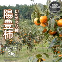 【ふるさと納税】【2024年先行予約】 ＼大玉秀品／有機肥料を中心に栽培された幻の高級柿「陽豊柿」3kg（10～12玉）朝どり産地直送（茨城県共通返礼品・かすみがうら市産）