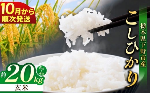 【先行予約】【2026年10月以降発送】下野市産 コシヒカリ 20kg 玄米 | お米 こめ コメ こしひかり ｺｼﾋｶﾘ 新米 栃木米 令和8年度米 令和8年 2026年度 ブランド米 栃木県 特産品 送料無料 栃木県 下野市