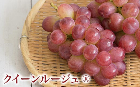冬のシャインマスカット＆クイーンルージュ_ 約1kg 各1房 ［小布施屋］フルーツ 果物 くだもの ぶどう 葡萄 ブドウ クール便 冷蔵 お楽しみ 長野県産 信州産 令和7年産 【2025年11月中旬