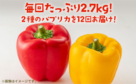 【全12回定期便】 五島のパプリカ 約2.7kg 五島市/HPIファーム [PCP006]  野菜 やさい 国産 新鮮 緑黄色野菜 産地直送 とれたて