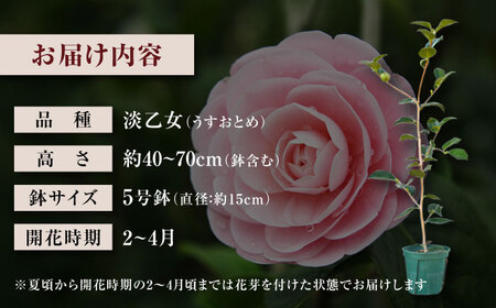 椿 「淡乙女-うすおとめ-」 5号鉢 苗木 / 植物 椿名花 花 苗 鉢植え / 稲沢市 / 椿園株式会社 [BMBI008]