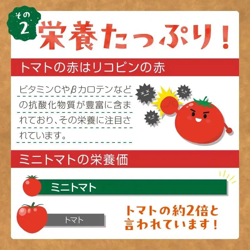 【トマト】カラフルミニトマト 1kg