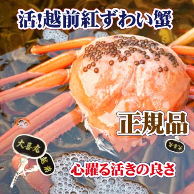 ふるさと納税 越前町 活! 越前 紅ずわいがに × 1杯 旨味満点!! ≪生≫【12・1月発送分】 |  | 02