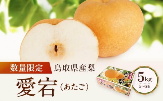 【先行予約】数量限定 鳥取県産梨 愛宕（あたご） 5kg（5～6玉）