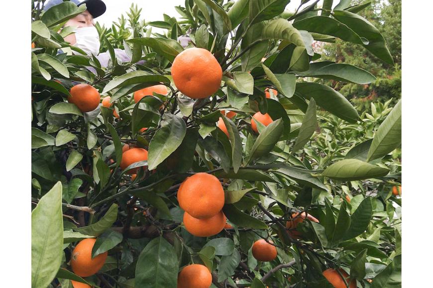【先行予約】Saito Orange Farmのはるみ5kg（2026年2月上中旬頃より順次発送） IKTAQ016