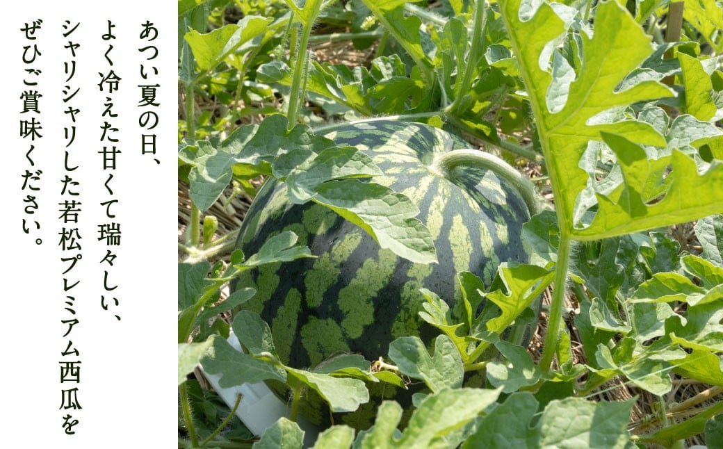 福岡県 北九州市 若松産 【優等品】 潮風プレミアム 西瓜 約7kg（1玉入り）