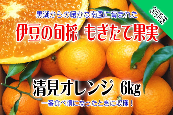 
もぎたて果実　清見　オレンジ　6kg　A025／収穫体験農園ふたつぼり　柑橘　フルーツ　静岡県　東伊豆町
