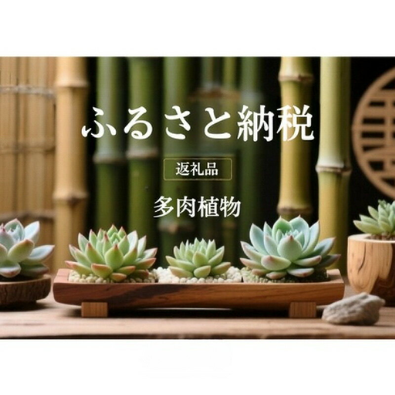 【ふるさと納税】【ふるさと納税】多肉植物 エケベリア セダム おまかせ128苗セット 2.8cmポット 土付 かわいい アソート 観葉植物 インテリア ガーデニング 寄せ植え 送料無料 千葉県 成田市