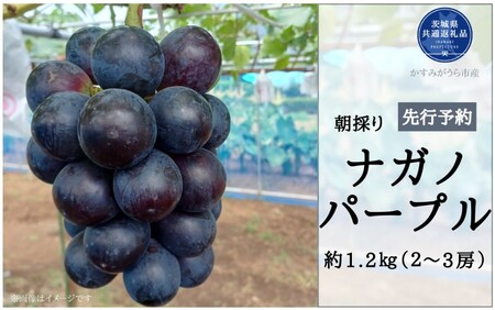 【2026年先行予約】有機肥料栽培 大粒 ナガノパープル 計1.2kg 朝どり 産地直送（茨城県共通返礼品・かすみがうら市） ／ ぶどう 葡萄 ブドウ ナガノパープル 先行予約 予約 1.2kg 朝どり 産地直送 茨城県