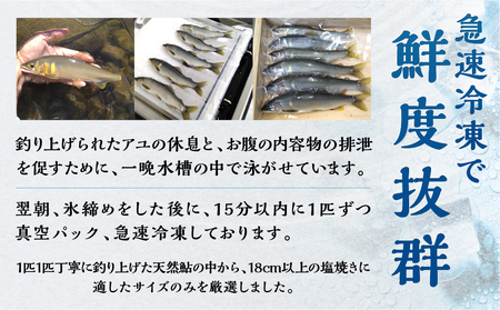 白川村産 飛騨庄川の天然鮎 4尾 18cm以上 鮎 S509_4bi