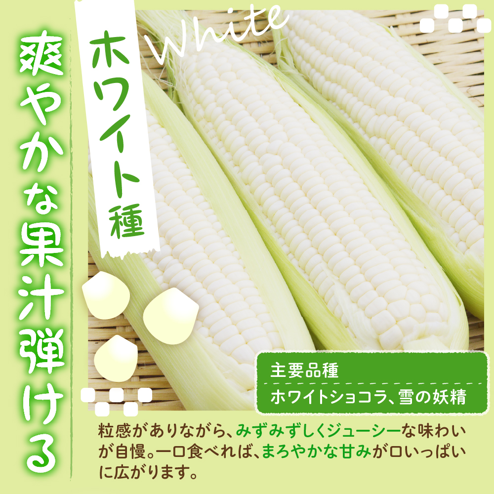 【2026年7月下旬～8月中旬頃配送】北海道十勝芽室町 とうもろこし イエロー種10本 ホワイト種10本 me002-016c-26／スイートコーン 高評価 人気 コーン 生 野菜 黄色 