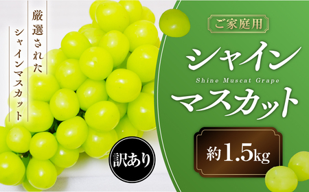 【2025年発送】 ご家庭用 シャインマスカット 約1.5㎏ 先行予約 先行 予約 山梨県産 産地直送 フルーツ 果物 くだもの ぶどう ブドウ 葡萄 シャイン 新鮮 人気 おすすめ 国産 不揃い 訳あり わけあり ワケアリ 糖度18～糖度20度 甲斐市 山梨 AN-130