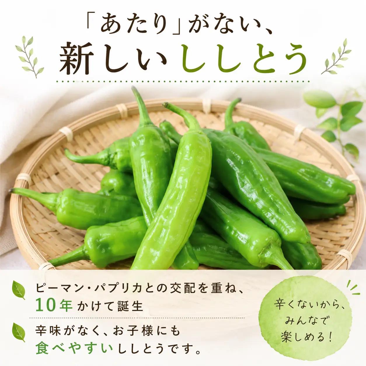 【先行予約】 ししとう 1kg 野菜 獅子唐 
