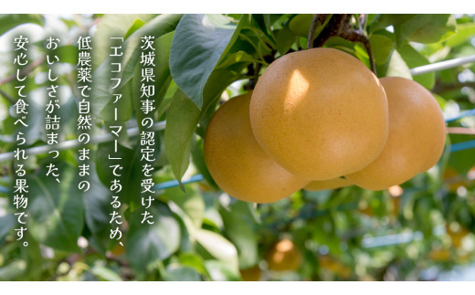 豊水 約5kg（茨城県共通返礼品：かすみがうら市） 【2026年9月上旬発送開始】 梨 数量限定 なし ナシ フルーツ 果物 旬 産地直送 [FF004sa]