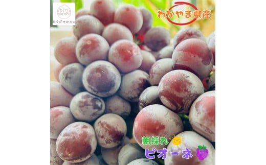 【夏秋の美味】フルーツ王国和歌山の"濃厚"種無しピオーネ　約2kg ※2026年8月上旬～9月下旬頃に順次発送予定 ※北海道・沖縄・離島への配送不可 ※着日指定不可【ard202A】