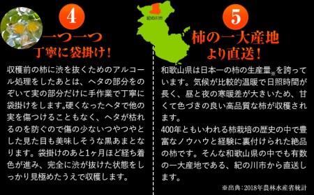 ＜先行予約＞紀の川市産 黒あま 種なし 約3.6kg（11〜15玉前後）4L〜2Lサイズ《2025年10月中旬-11月末頃出荷》和歌山県 紀の川市 たねなし柿 くろあま 高級 産地直送 かき 柿 カキ