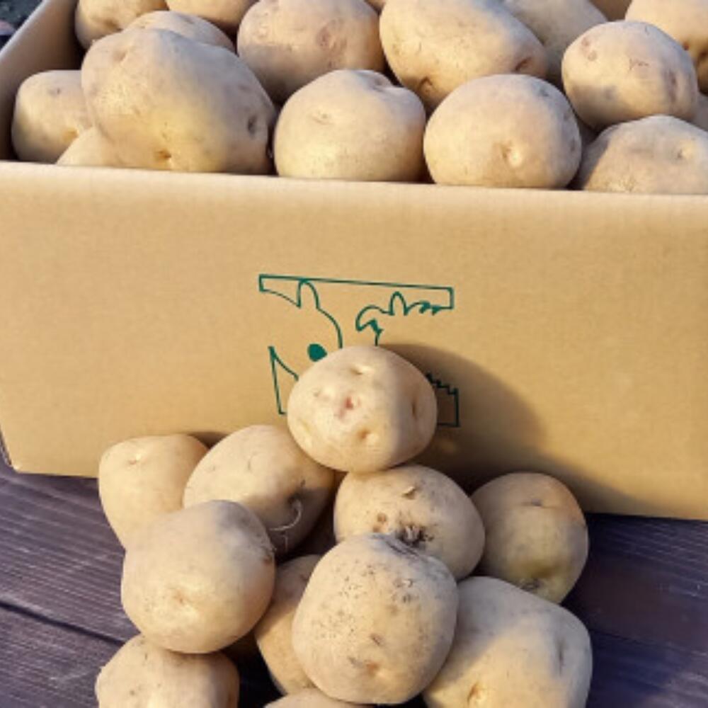 【ふるさと納税】じゃがいも（きたあかり）10kg（網走産） 【 ふるさと納税 人気 おすすめ ランキング じゃがいも ジャガイモ いも 芋 きたあかり 10kg 野菜 オホーツク 北海道 網走市 送料無料 】 ABP002