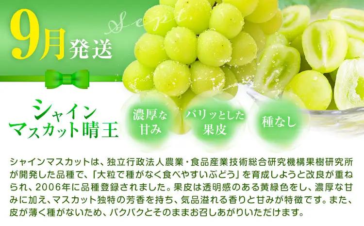 岡山県産 厳選 フルーツ 定期便 2回 シャインマスカット 晴王 新高梨 計3.1kg前後 株式会社藍