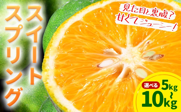 
            スイートスプリング 約5kg 約10kg 柑橘 かんきつ 果物 フルーツ 品種 生産者直送 産地直送 南国 潮風 天草 西海岸 苓北 都呂々 国産 九州 熊本県 送料無料《2025年12月上旬-2026年1月下旬頃出荷予定》
          