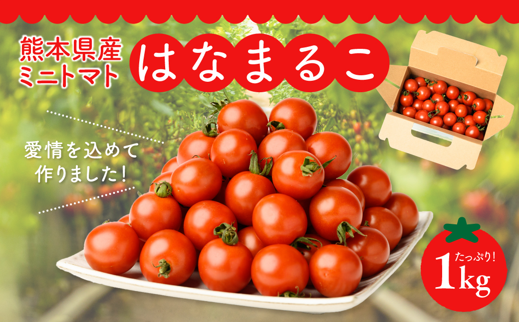 【先行予約】熊本県産 ミニトマト はなまるこ 1kg 野菜 旬 熊本 とまと 2024年11月上旬より順次発送】