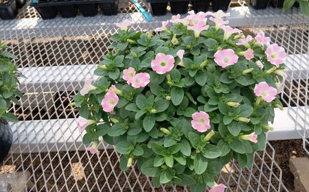 【4月末より順次発送】 サフィニア ももいろハート 鉢花　/ 瑞浪市 中山園芸 花 お花 お祝い 鉢植え 生花 ギフト プレゼント フラワー[AZDC005]