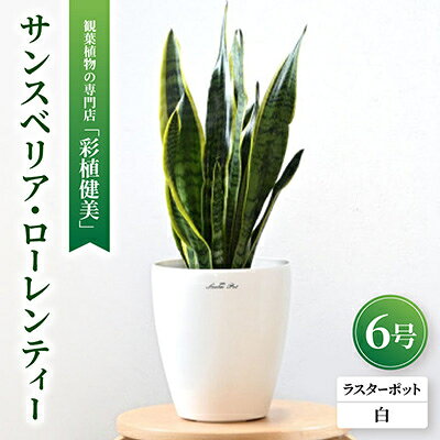 【ふるさと納税】観葉植物 サンスベリア・ローレンティー6号鉢 ラスターポット(白)鉢カバー付き【配送不可地域：離島・沖縄県】【1707571】