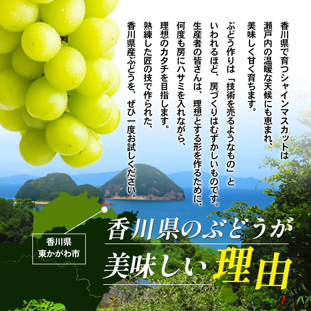 《大容量》シャインマスカット 約5kg（ご家庭用）【お届け：2024年8月下旬～9月下旬】