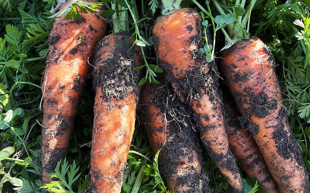「元気になりたい人に届けたい」秋冬の野菜セット