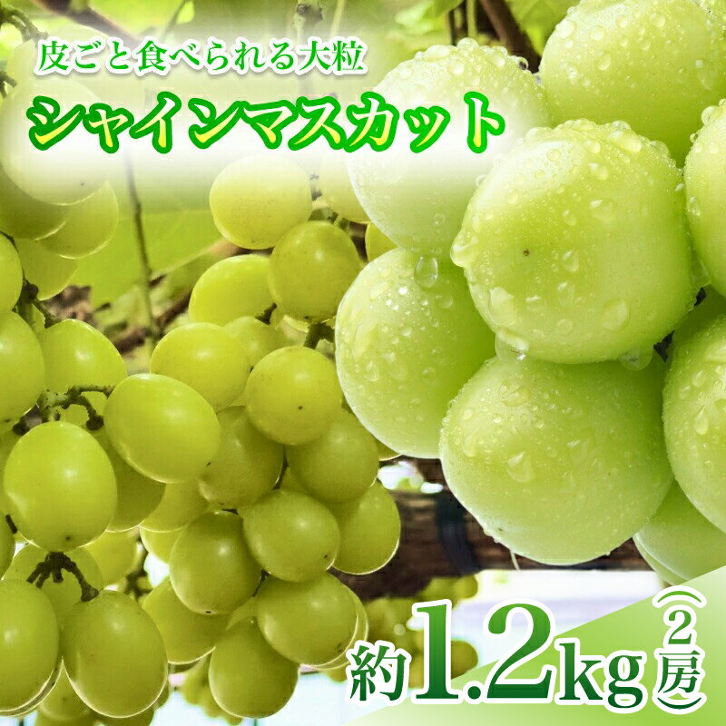 【ふるさと納税】【9月下旬から発送予定】南信州 産 甘い 大粒 シャインマスカット 2房 約1kg 皮ごと 食べられる ぶどう | 果物 くだもの フルーツ シャインマスカット 葡萄 ぶどう マスカット 新鮮 長野県 信州 南信州 飯田市 BI05