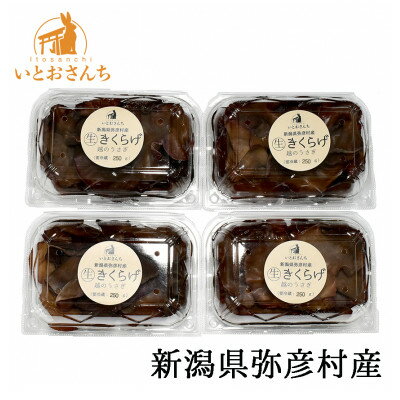 【ふるさと納税】新潟県弥彦村産　越のうさぎ 生きくらげ(250g×4パック)_＜栽培期間中農薬不使用＞手のひらサイズ 大きい 肉厚食感 プリプリ きくらげ 木耳 キクラゲ きのこ キノコ 歯ごたえ 新潟県 弥彦村【配送不可地域：離島】【1354260】