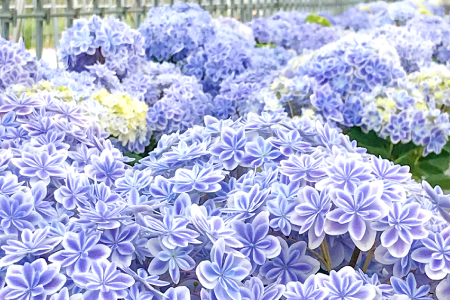 A-979 島根県オリジナルアジサイ「万華鏡」ブルー(5寸鉢)　1鉢