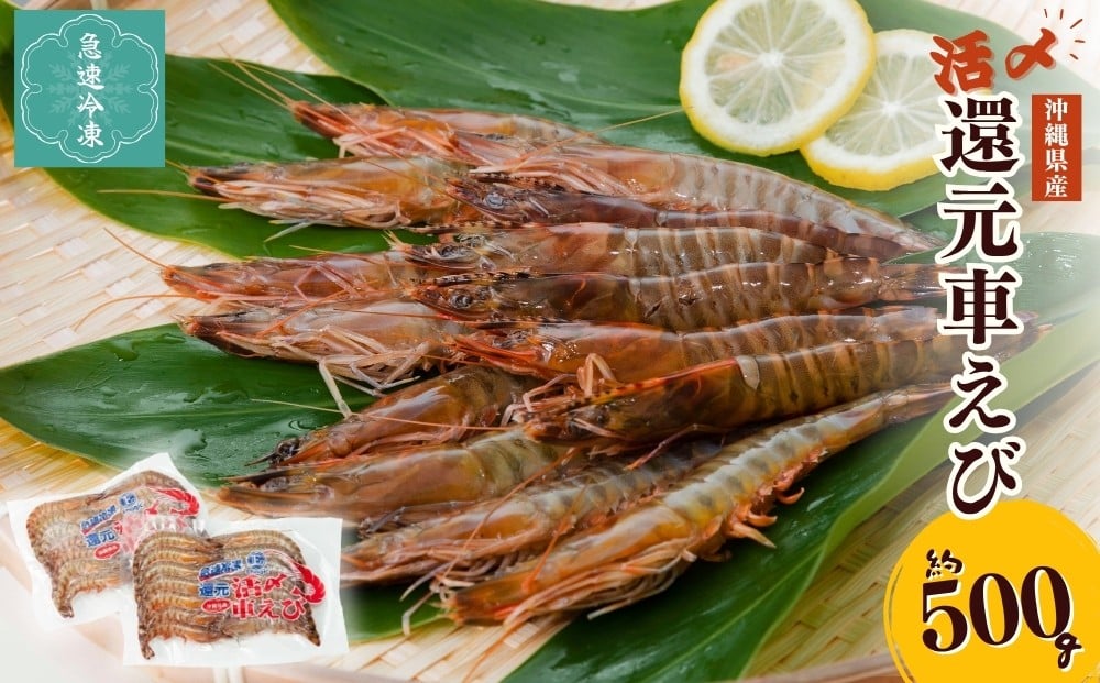 
            活〆還元車えび（急速冷凍・500g） えび エビ 車海老 車エビ  海産物 海鮮 冷凍 養殖 活き締め 急速冷凍 沖縄県産 沖縄 うるま市
          