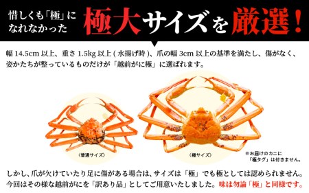 【訳あり】越前がに本場の越前町からお届け！ 越前がに 浜茹で 極みサイズ（生で1.5kg以上） × 1杯【1月発送分】 [e14-x013_01] 越前町 雄 ズワイガニ ボイル 冷蔵 越前がに 越前