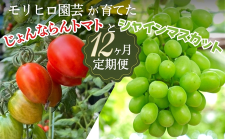 定期便セット モリヒロ園芸 じょんならんトマト シャインマスカット 定期便セット【12ヶ月】